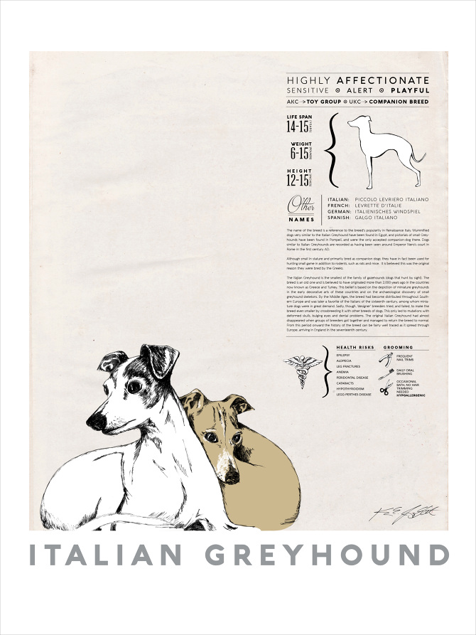 best in show italian greyhound poster karyn jimenez elliott